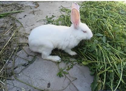 Meary pass bhoat zyada ha is leay sale kr rha hu