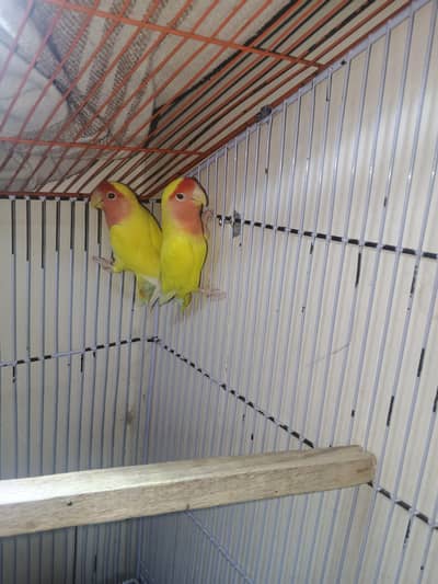 Coman Latinu Red Eye Love Bird