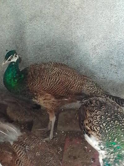 2 Peacocks male Blak and blue shoulder for sell