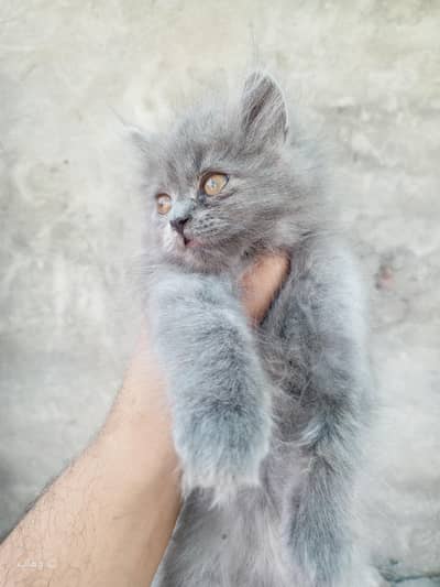 Persian / Semi Punch Face / Kitten / Triple Coat / Grey / Billi /