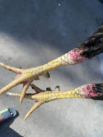 Aseel Sindhi khubsurat murga 03490163612