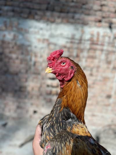 Aseel Sindhi khubsurat murga 03490163612