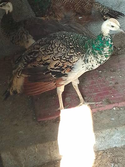 2 Peacocks male Blak and blue shoulder for sell