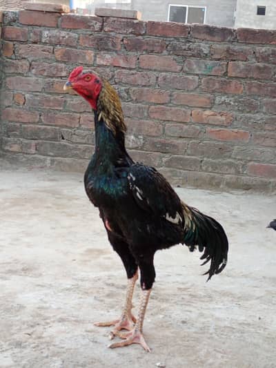 shame murga urgent sale