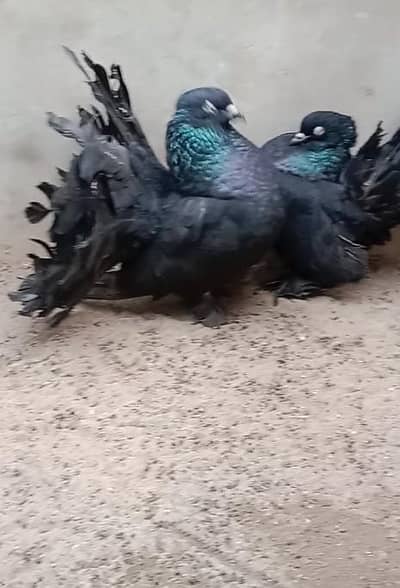 03707858546 lacky kabuter white