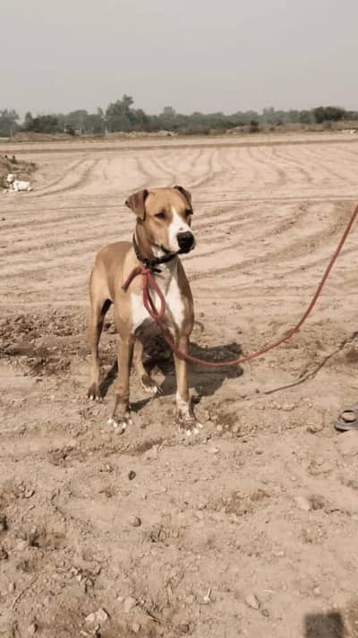 lupa gultair and bully gultair