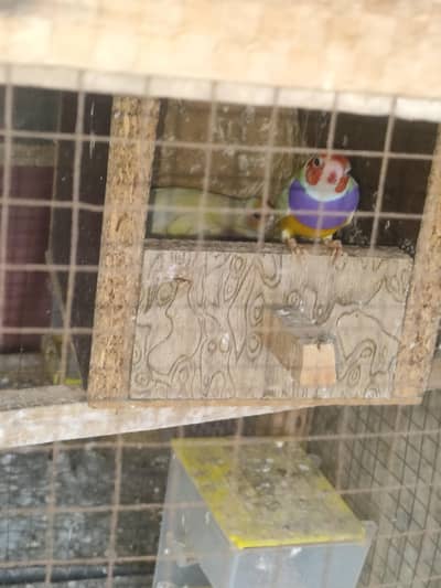 Gouldain Pair And Bengalese Finches