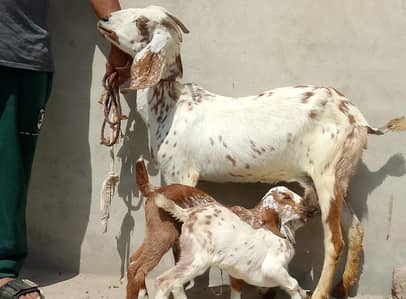 1 goat and 2 babies For Sale in sahiwal