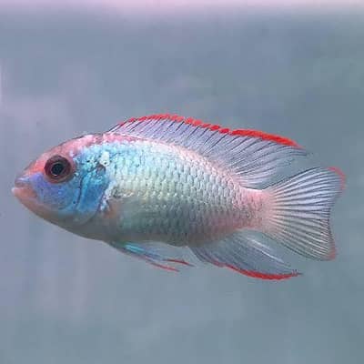 BLUE ACARA Cichlid & BETTA FISH