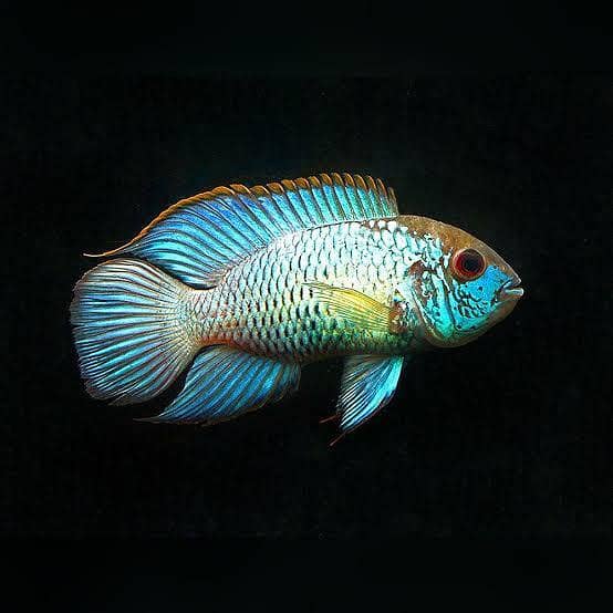 BLUE ACARA Cichlid & BETTA FISH 5