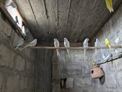 Healthy and Active Bajri Parrots