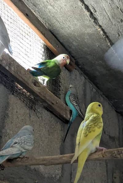 Fancy Bajri Parrots & Lovebirds - Full Healthy Setup (16 Pcs)