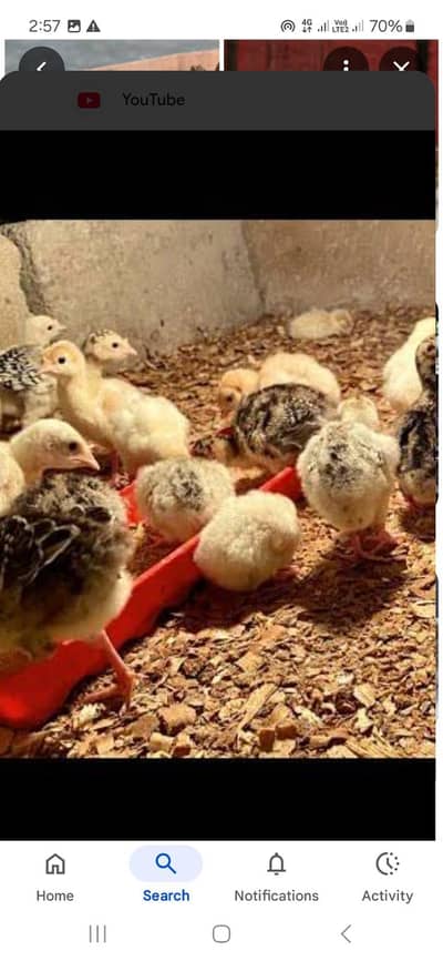 one turkey baby chick