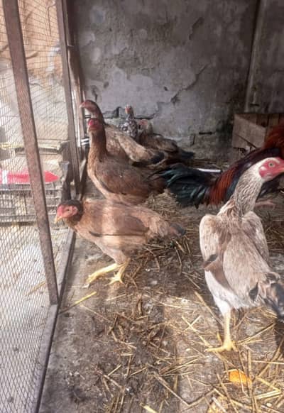 Dasi(kruk) Hens for sale