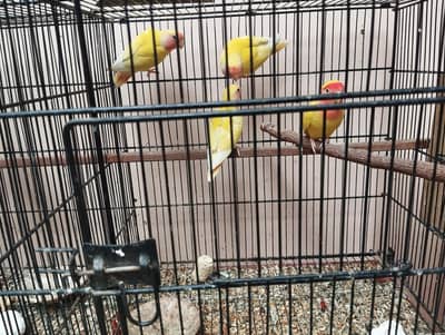 Green Checked Conure