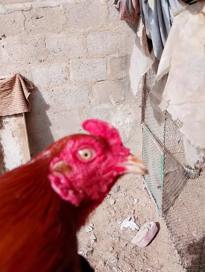 Aseel lakha high quality pair murgi mea wali he murga lakha.