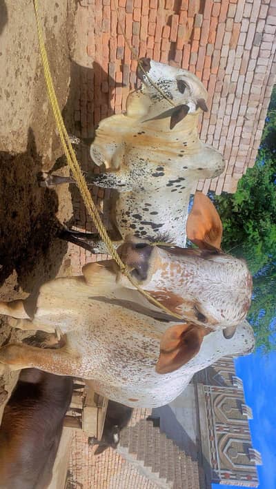 2Cholistani 4 Dant Wale Tandrust Bail – Qurbani / Farming Ke Liye Best