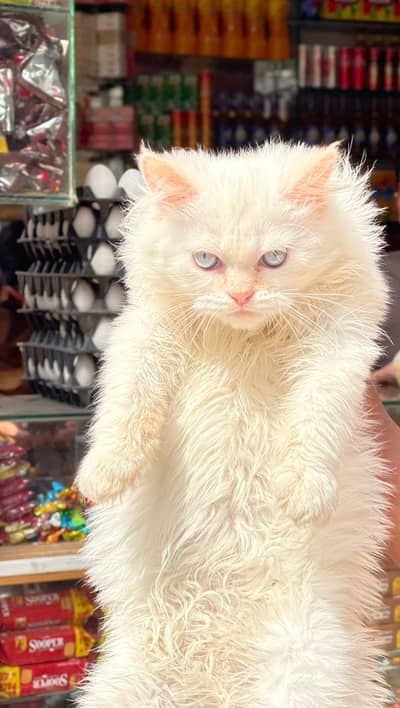 triple coated white persion male cate baby  with sky blue eyes