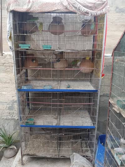 Budgies parrott03402572594