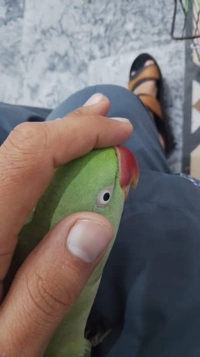 jumbo size raw pair tammed and talking