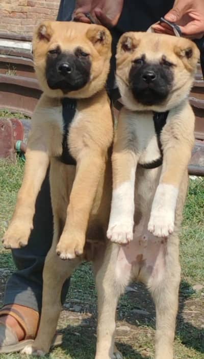 king Kurdish kangal puppies security Dog available for sale