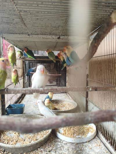 Albino Creamino opaline