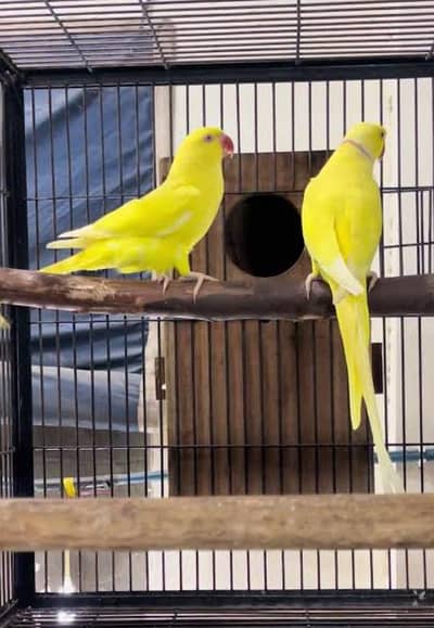 Yellow ringneck all ok breeder pair for sale