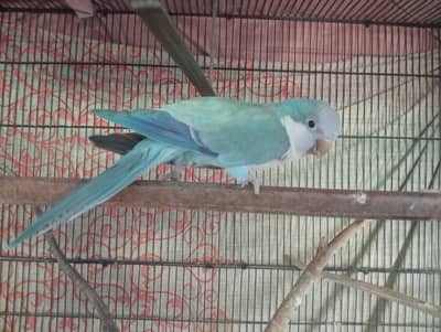 Blue Monk male (With DNA)