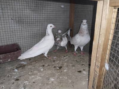 parwazin kabotar for sale