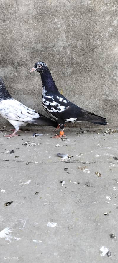 Teddy, Piplan, Golden Bachy