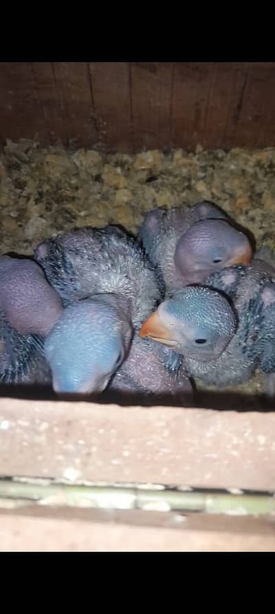 Raw Parrot Chicks