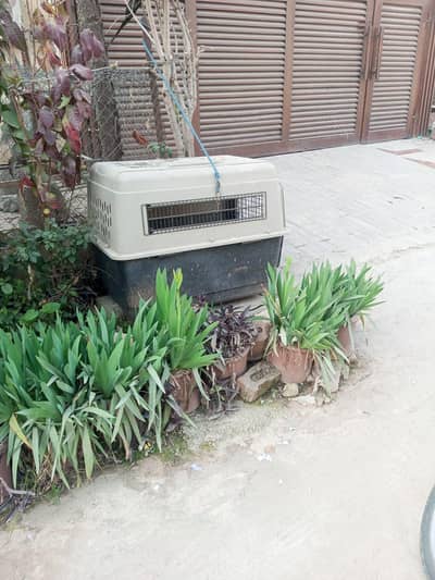dog cage for sale