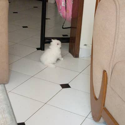 White Triple Coat Oad Eyes Kittens For sale very active and healthy