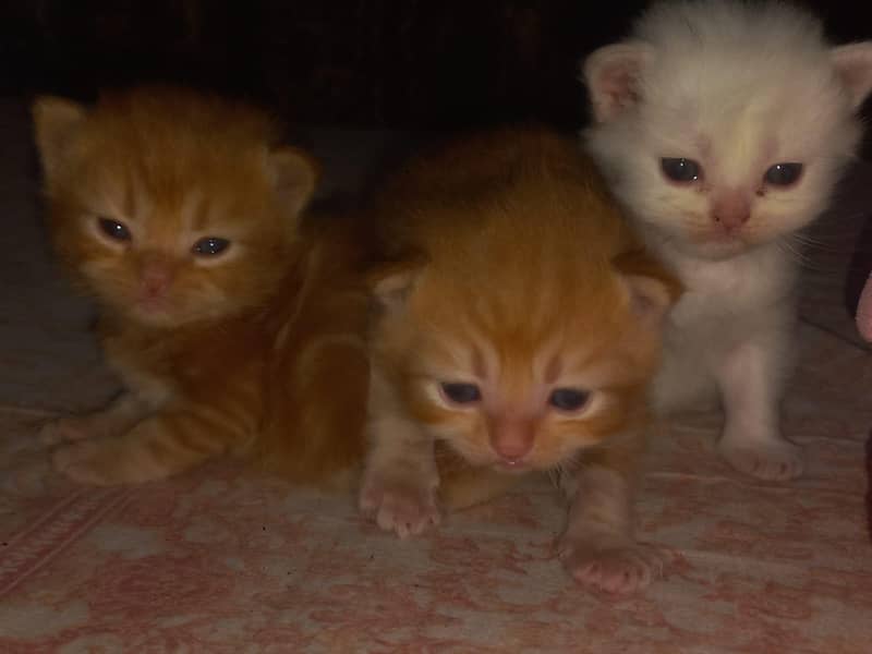 kittens  2