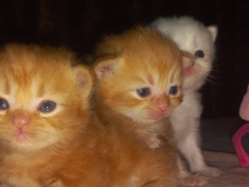 kittens  4