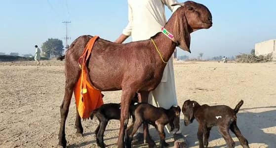 3 bacchon wali bakri for sale call"+03228636148