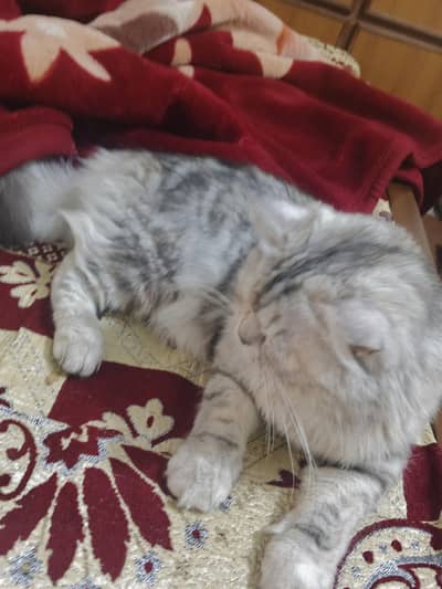 Persian cat gray  for sale 03355141611 contact