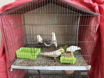 Lovebirds & Cocktails complete setup | breeding pairs with Eggs