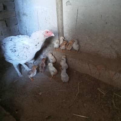 Quality Aseel Chicks for sale in very low price