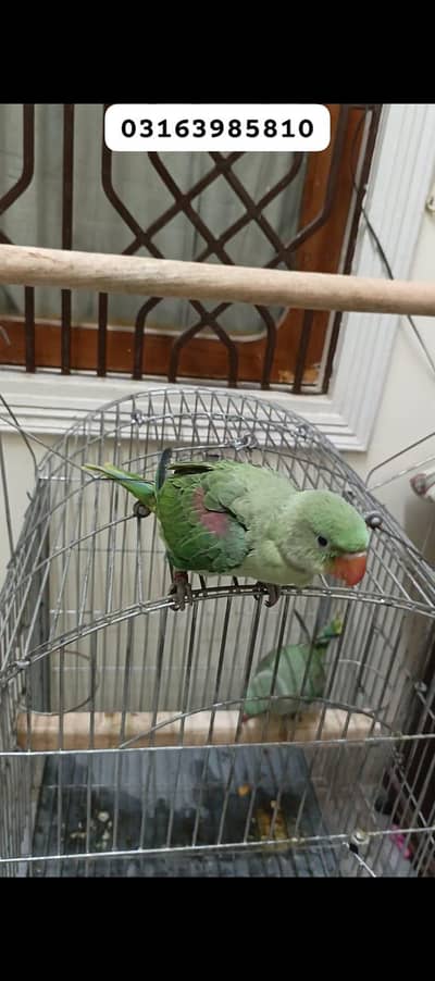 3 Months Male Baby for Sell