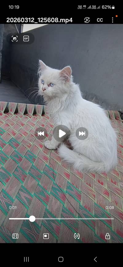 person cats for sale