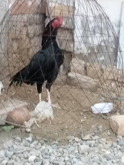 Aseel Patha For Sale