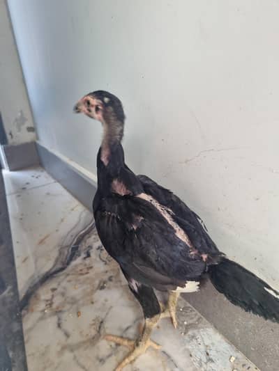 4 beautiful shamo chicks, for sale