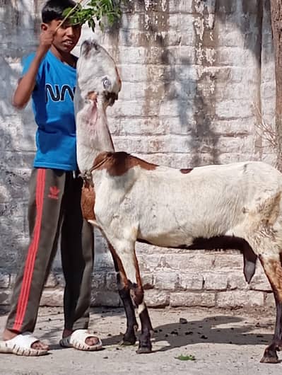 lal dabi bettel path 03141446467