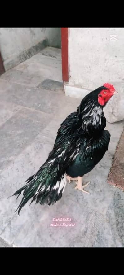 lassani aseel chicks