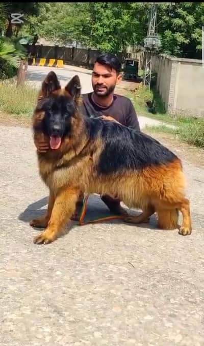 German Shepherd long coat male 12 mahine age for sale black mass