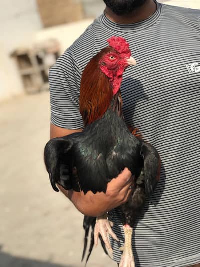 Mianwali Aseel | Aseel Murgha | Long Tail | Mianwali Murgha | Hen