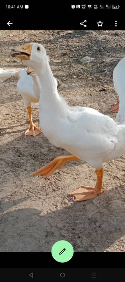 pair big duck white color
