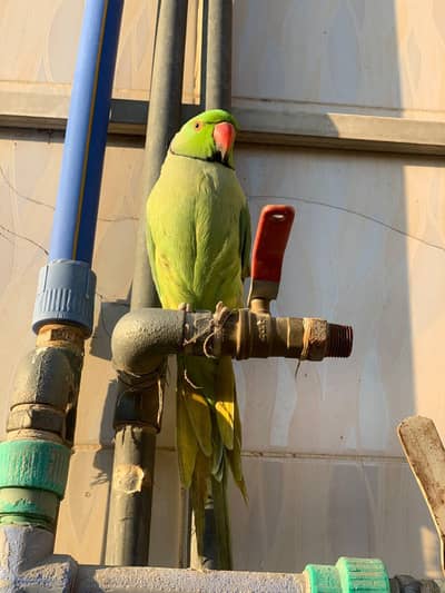 Green parrot