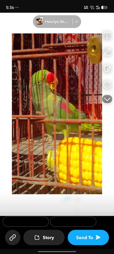 raw parrot healthy and active